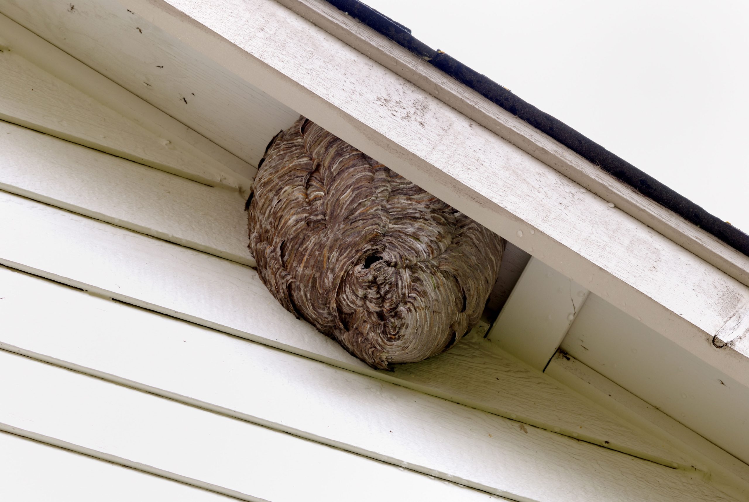 fishers pest control